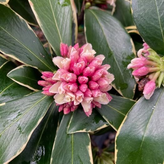 Daphne Odora, marginata white